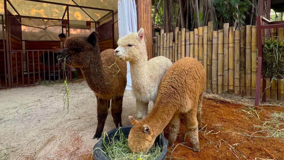 Alpaca dan Wallaby, Anggota Keluarga Baru Samudra Ancol